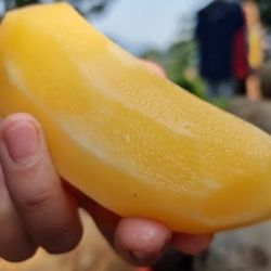 Yacon Plant In 3 Gal