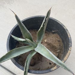 Beautiful Garden Plants $5 Each Have 6 Available 