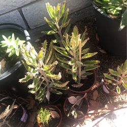 Kalanchoe  $5 Each 