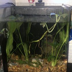Fish Tank 