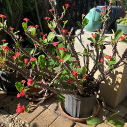 20” Red Blooming Crown Of Thorns Plant