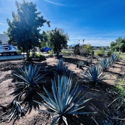  agave azul weber variety de Mexico o agave de tequila de Jalisco Mexico blue Weber Tequilana Hard To Find 