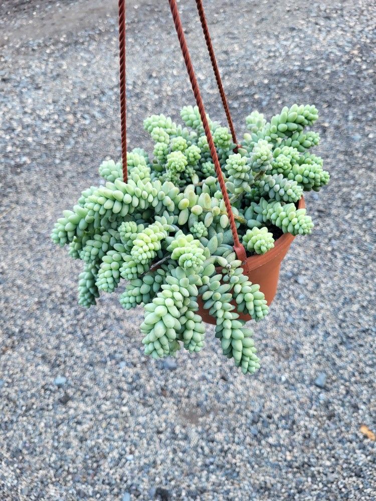 Donkey Tail Plant 6" Pot