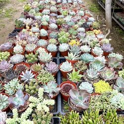 Succulent Plants in various sizes and prices