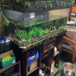 Fish Tank