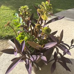 Large Beautiful Succulent Planter