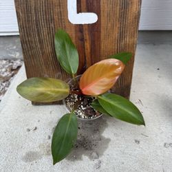 Philodendron Orange Prince