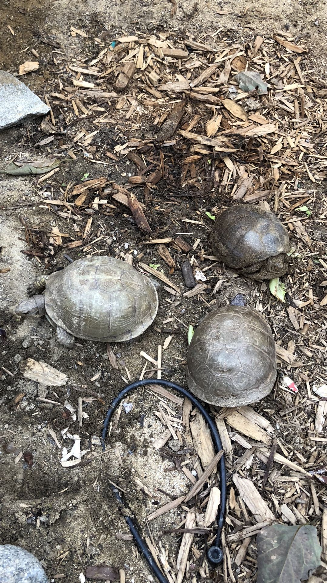 Box Turtles