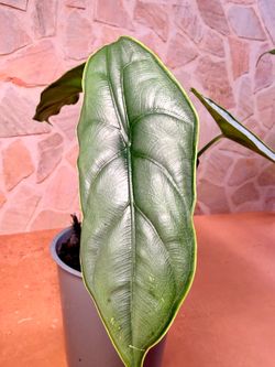 Alocasia Dragon Scale/Breath Plant -4inch