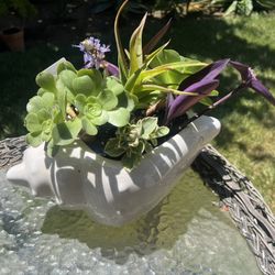 Large Sea She’ll Succulent Planter 