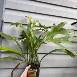 Elk horn / fishtail / birds nest fern