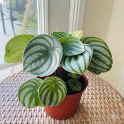 Watermelon Peperomia Plants