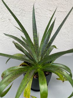 Mangave 'Pineapple Express'