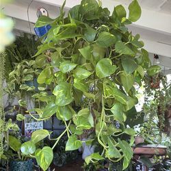 Golden pothos trailing hanging plant 6” pot