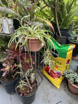 Una Planta de Spider 