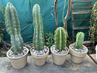 Cactus 🌵 $12 Y $8 Y $5 Cada Uno