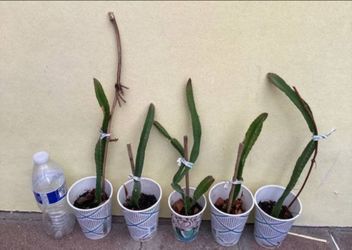 Yellow dragon fruit plants