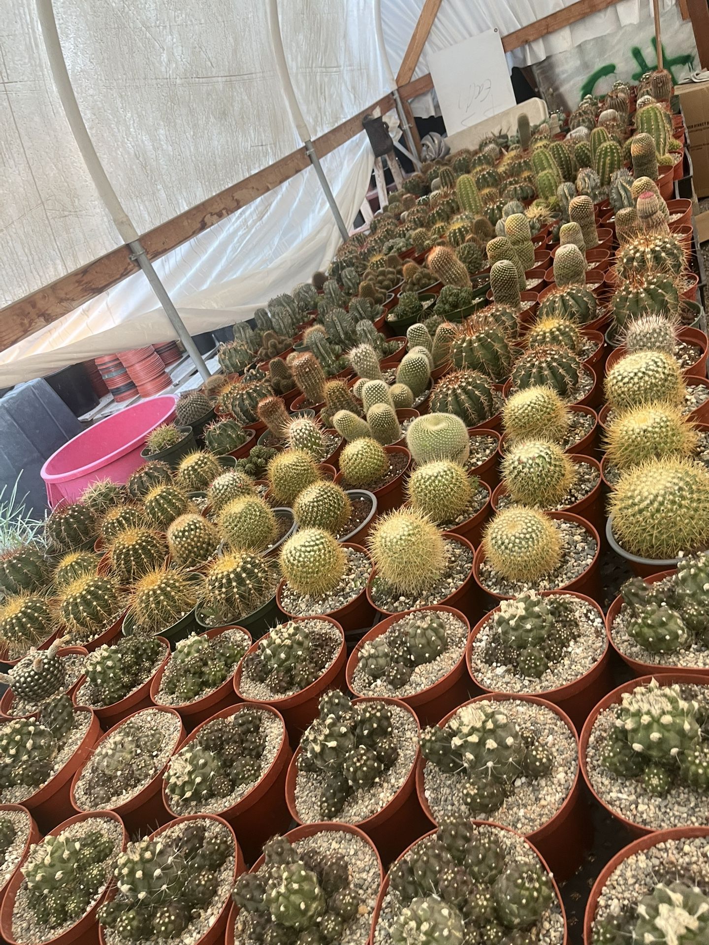 4 Th Of July Weekend Sale 6” Cactus $8 Each