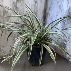 HERMOSAS PLANTAS NATURALES “LISTONCILLO O MALA MADRE PLANT “