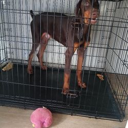 Xl 2 Door Dog Kennel