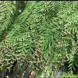 ❗️🐿️ Well Established Young Organic Red Cedar.