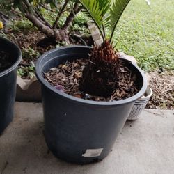 Sago Palms Plants
