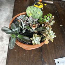 Various Succulents In 6” Terracotta Pot