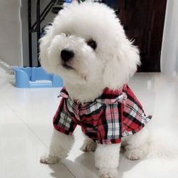 Nice pets cloths