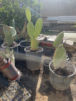 Medium Sized Prickly Pear Cactus