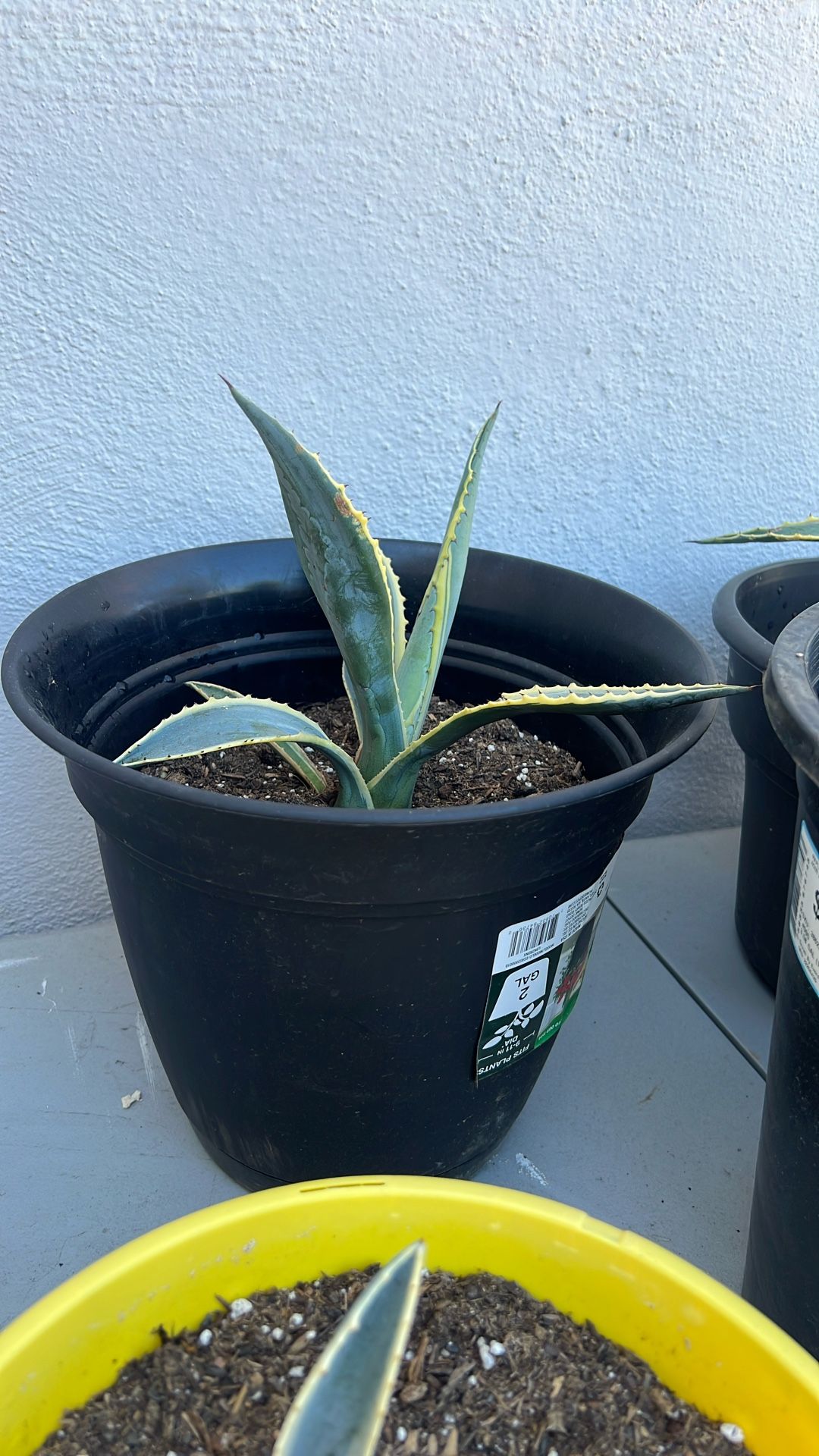 American Agave Succulent