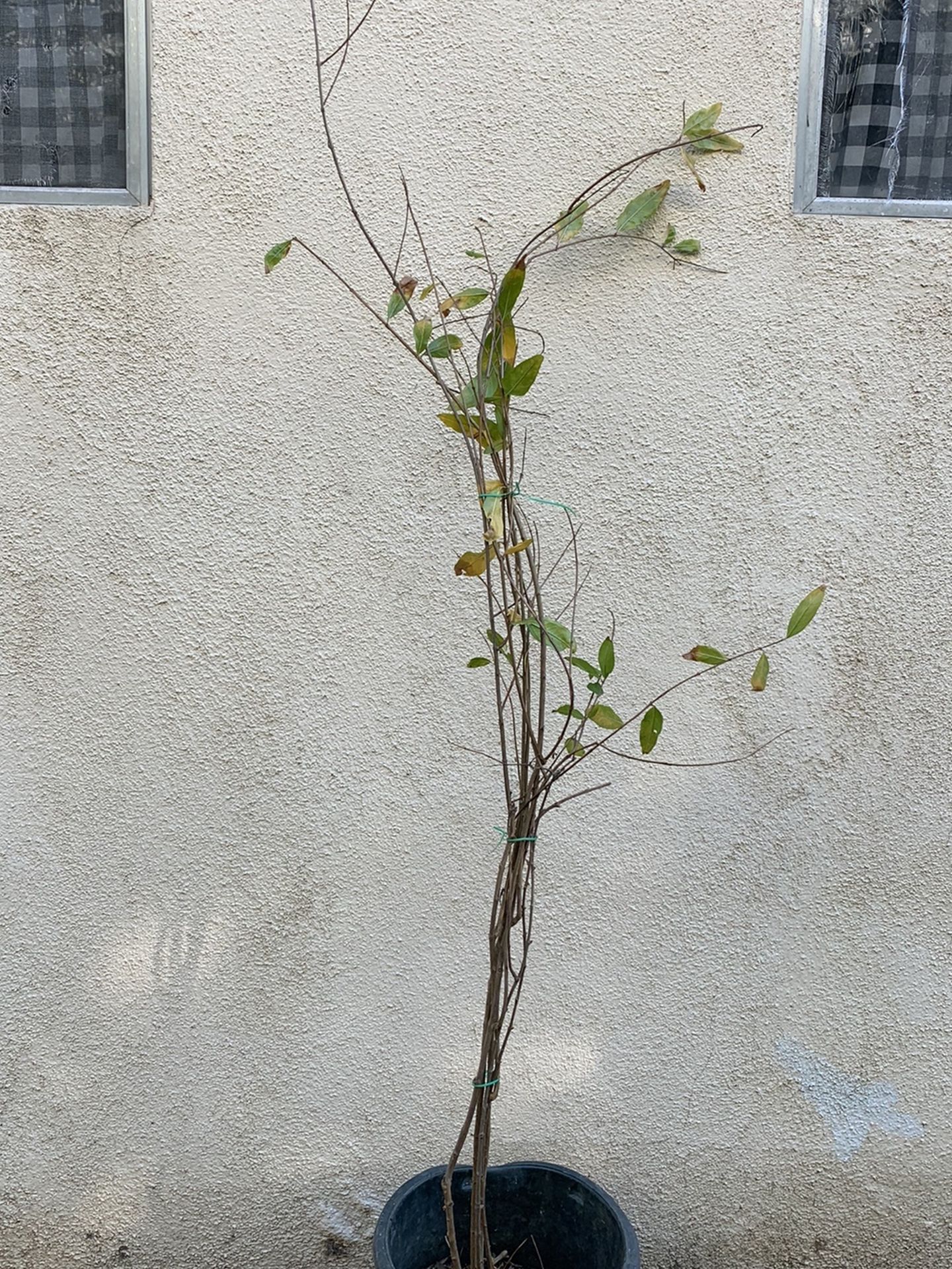 Pomegranate Tree 3 Feet Tall
