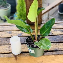 Live Philodendron Melinonii plant in a plastic nursery pot—firm price