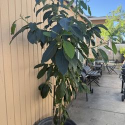 Avocado Tree