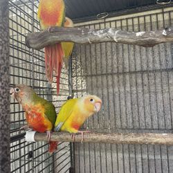Bird Cages 