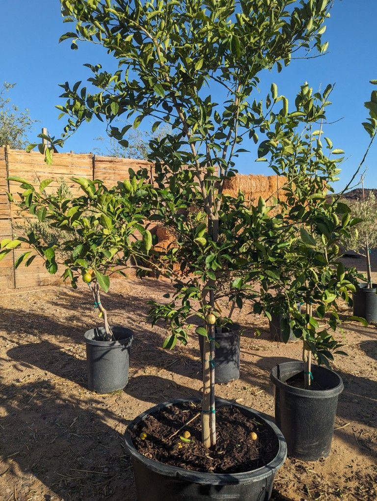 $275 Each Mexican Lime Or Ponderosa Lemon Pickup Or Delivery