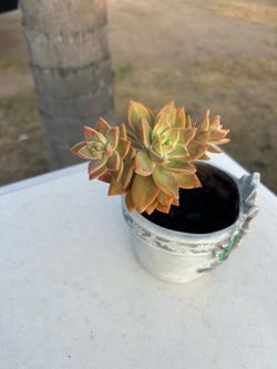 Succulent