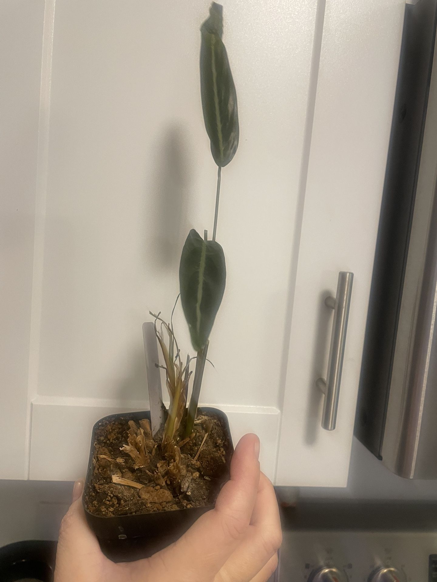 Plant