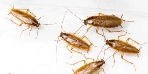 #roach #killer exterminator