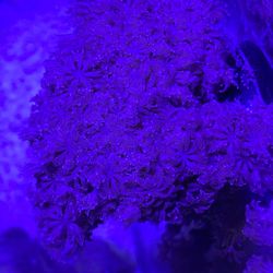 Zenia Pulsating  Coral