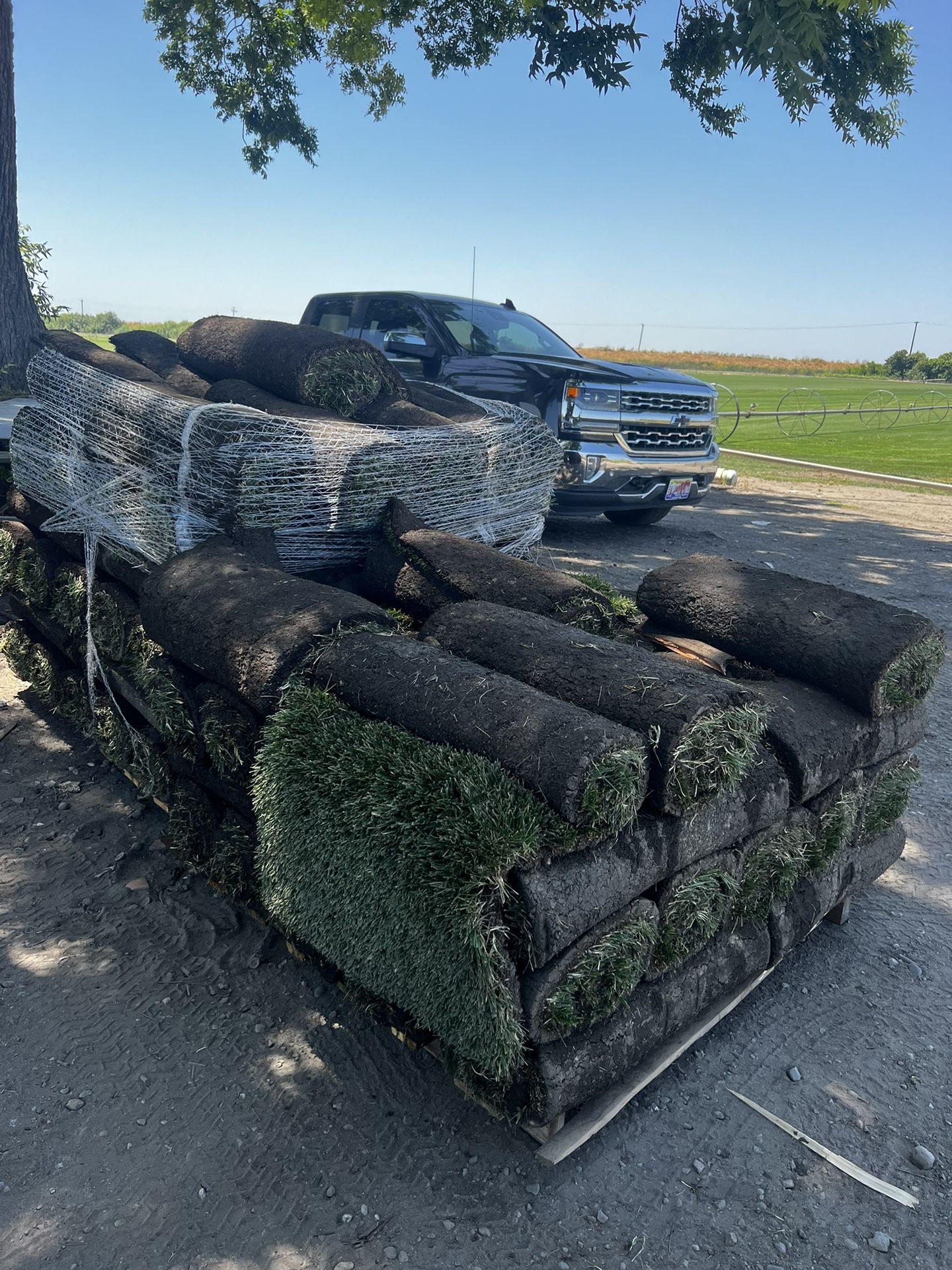760 Sq Fescue Rally Fresh