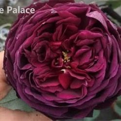 Rare European, Japan rose plants : Royale Palace