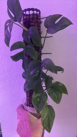 Monstera Plant on Moss Pole