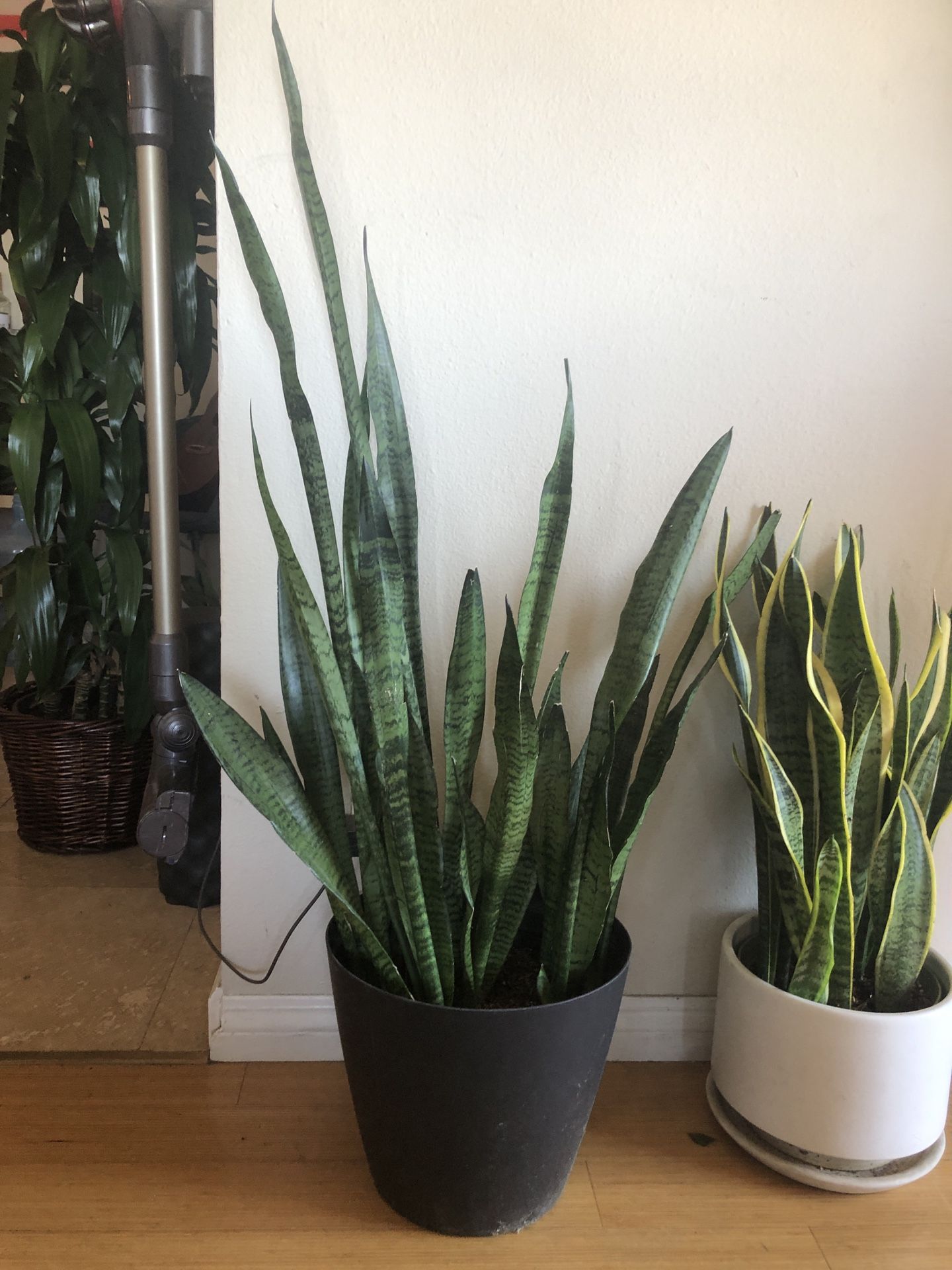 46” tall snake plant and black plastic pot