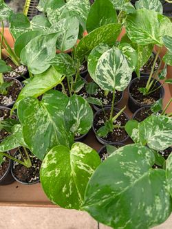 Monstera Bulbasaur 4" pots
