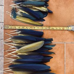 Macaw feathers $100.00 CASH. TEXT FOR PRICES 