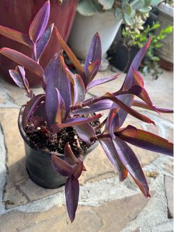 Purple plant 1 gallon container