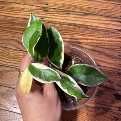 Hoya Carnosa Krimson Queen Plant