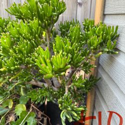Succulent Plants $5-10