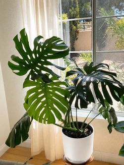 Large Monstera Deliciosa – Beautiful, Full & Healthy Houseplant