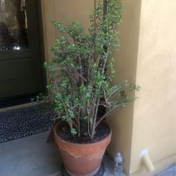 PLants